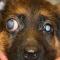 genitaal glaucoom puppy