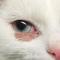 Dermatophytosis onderste ooglid kat
