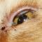 Entropion kat