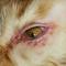 Entropion kat direct postop