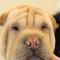 Entropion Sharpei na operatie
