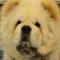 Entropion trichiasis Chow Chow
