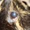Fatty eye cavia