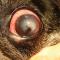 Franse Bulldog diepe cornea ulcus