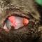 Franse Bulldog ulcer na operatie