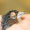 Granuloom ooglid vink