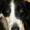 Bilaterale cataract Border Collie preoperatief Bilaterale cataract