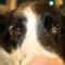 Bilaterale cataract Border Collie postoperatief Bilaterale cataract