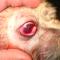 Laceratie cornea door kattenkrab