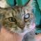 Lensluxatie en cataract door uveïtis kat