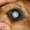 Lensluxatie en cataract hond Lensluxatie en cataract hond
