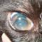 Lensluxatie kat Lensluxatie kat