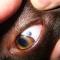 Limbaal melanoma CV Labrador