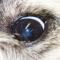 Linker oog blefaritis Cairn terrier na behandeling