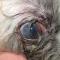 Melting ulcer Shih Tsu