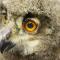 Nodule ooglid jonge uil