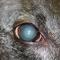 Nucleaire sclerosis Galgo Nucleaire sclerosis Galgo
