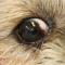 Postoperatief pigmentaire keratitis cryotherapie Postoperatief pigmentaire keratitis cryotherapie