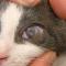 Symblefaron kat Symblefaron kat