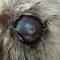 Ulcer door corneale degeneratie Cairn terrier Ulcer door corneale degeneratie Cairn terrier