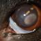 Vetafzetting cornea Berner Sennen Vetafzetting cornea Berner Sennen