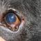 Vreemd voorwerp onder ooglid Labrador